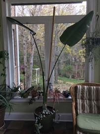 HUGE BIRD OF PARADISE PLANT