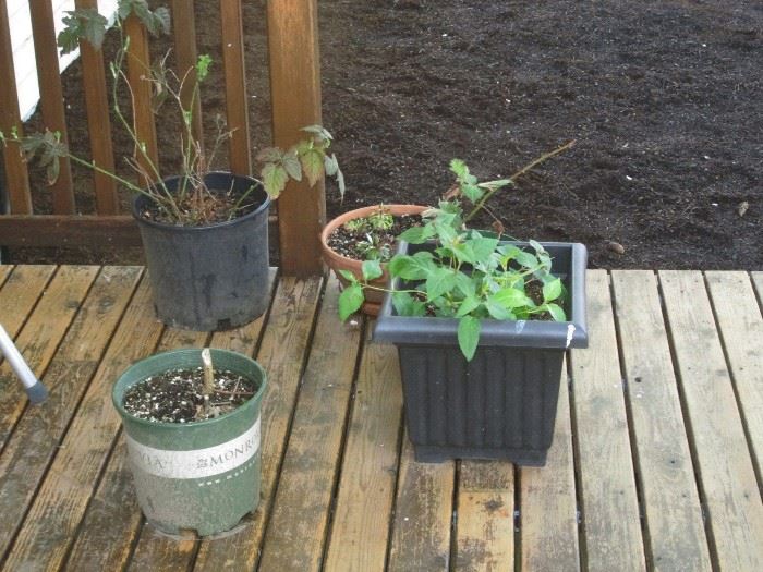 Back Deck: Plants