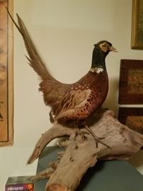 I call him Fred the Pheasant 