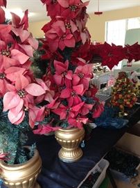 Poinsettia trees