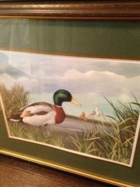 Wild duck art