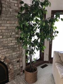 FICUS SILK TREE
