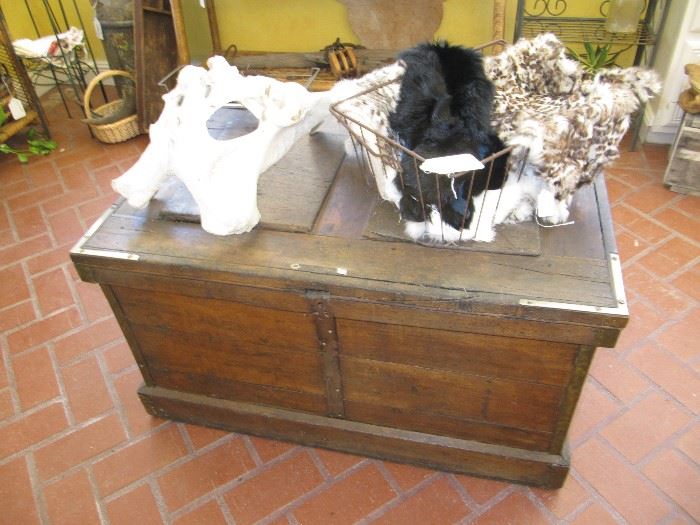 Animal pelvis, animal skins and a wonderful antique chest