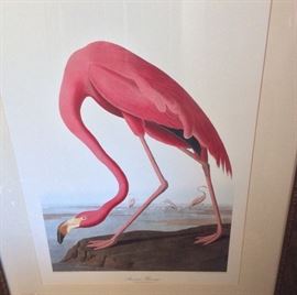 James Audubon American Flamingo Print. 