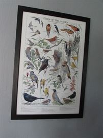 Framed bird print, large.