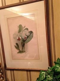 Framed botanical art - Cattleya Labiata Warneri by H. G. Moon