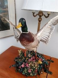 mounted mallard duck