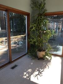 Over Grown Cactus BUY IT NOW $50