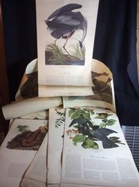  Audubon Bird Plates