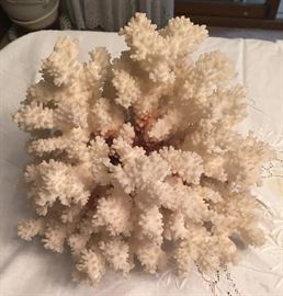 Large Coral