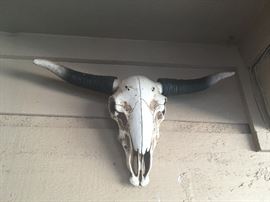 cow skull & horns