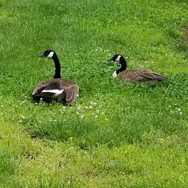 This neighborhood takes their geese very seriously...especially this time of year! If you do visit our sale this weekend please be aware of these birds. Slow down and give these nesting couples plenty of room. Let's not ruffle any feathers!