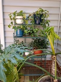 Bakers rack  - collection of wonderful outdoor potted plants 