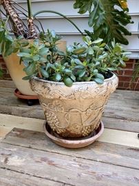 Potted Jade plant