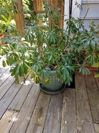 Beautiful potted plant