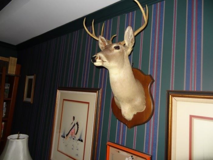 Deer Head, This is the one that got away...lucky for you someone else paid to have it mounted...
