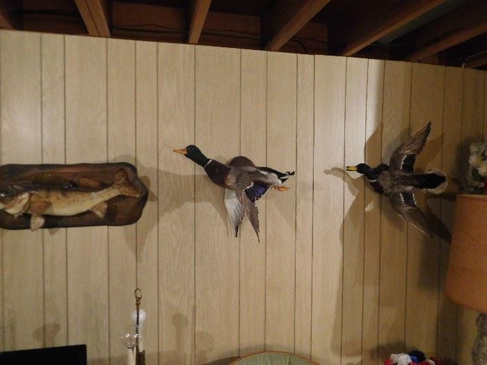 real  mounted  birds