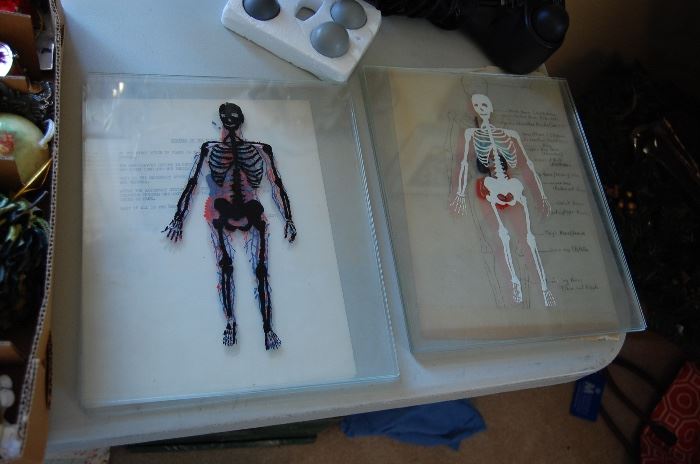 vintage glass skeleton slides for anatomy, would be nice framed