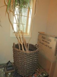 live tree in planter and basket