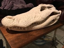 22" SKULL- trophy alligator