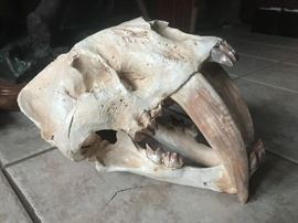 sabertooth skull-
