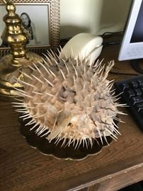 Puffer Fish