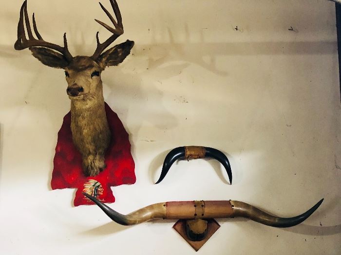 Mounted buck and horns