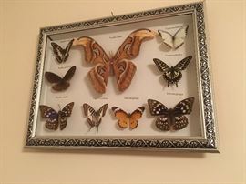 Butterfly collection