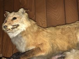Taxidermy Red Fox