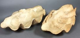 Lot 115 Pr Large Ocean Clam Sea Shells. Scalloped rimmed 