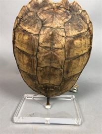 Lot 126 Natural Turtle Shell Mount Table Lamp. Rectangula