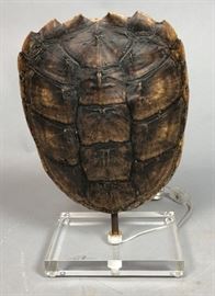 Lot 128 Natural Turtle Shell Mount Table Lamp. Rectangula