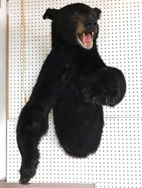 Lot 136 Shoulder Mount Black Bear Taxidermy. Large Black 