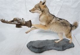 Lot 203 Full Body Coyote Taxidermy Mount with Bird. Coyot