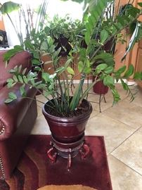 Large collection of live indoor plants