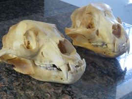 Black bear and jaguar skulls, ca. 1970s.