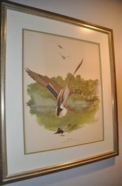 Antique bird etchings. 
