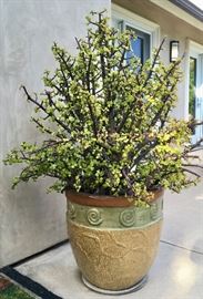 One of many large unusual ceramic pots