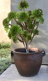 Drought-tolerant specimen plants...