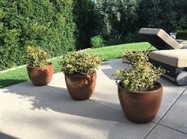 Plantings as dividers 