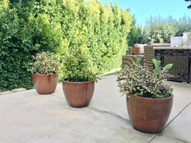 California "jade" plantings
