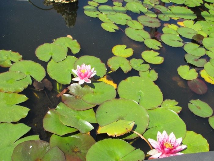Water lilies will be for sale