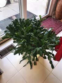 CHRISTMAS CACTUS