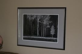 Stunning Framed Image of Trees in Forest