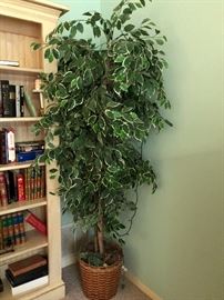 Ficus Tree 