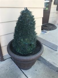 Outdoor Potted Plant