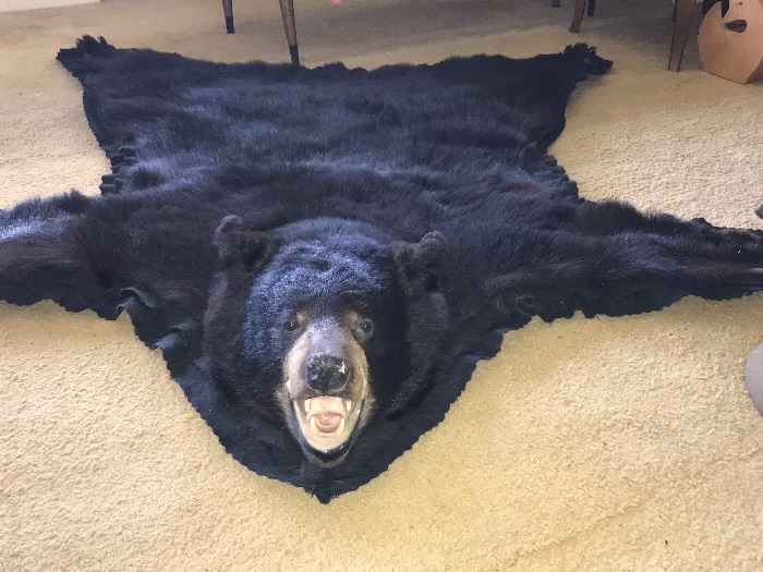 Black Bear Skin Rug; Approximately 55” long by 62” Wide 