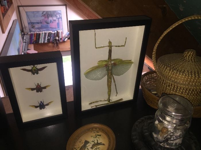 LARGE MOUNTED INSECTS