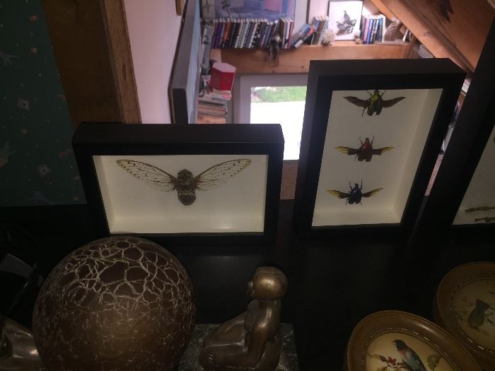 MOUNTED INSECTS IN SHADOW BOXES