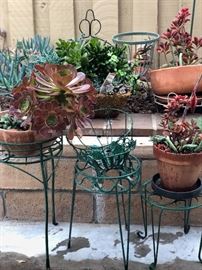Great collection of plant stands 